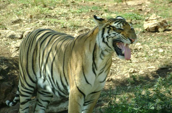 Праздник ПРИРОДЫ