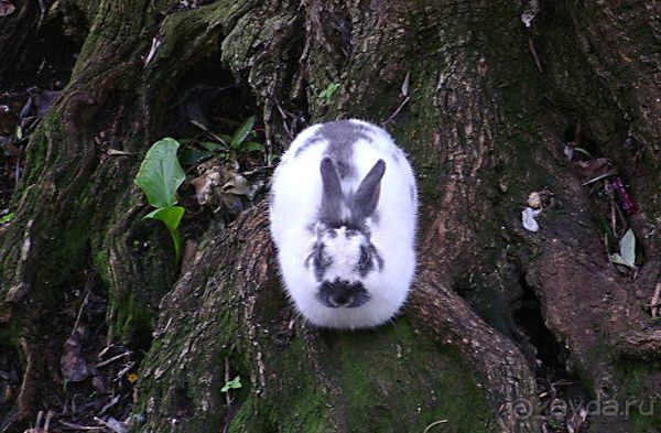 Праздник ПРИРОДЫ