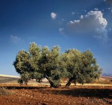 Земля любви - Апулия...