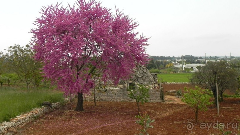 Земля любви - Апулия...