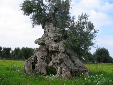 Земля любви - Апулия...