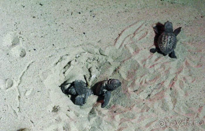 Земля любви - Апулия...