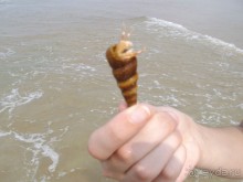 Отель сантана бич