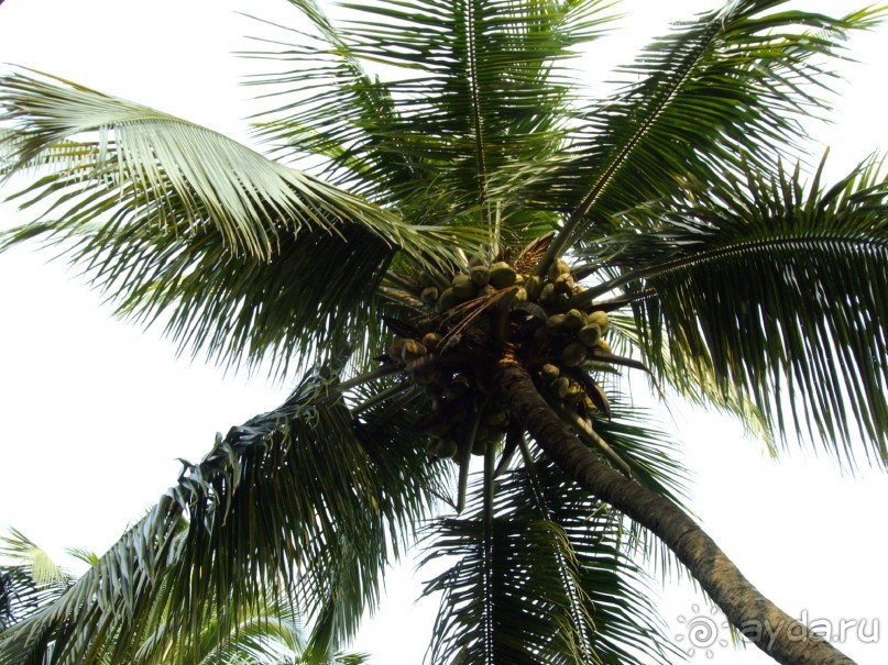 фото Santana Beach Resort