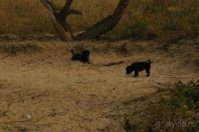 Отличный отель, смешение привычного и индийского