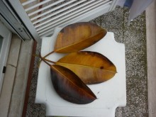 Райский уголок