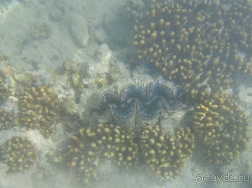 коралы растут там где воды по колено