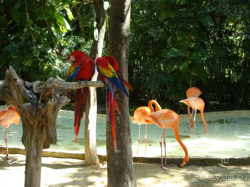  Мексика, Плайя-дель-Кармен.