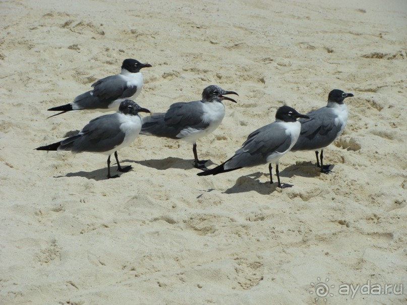  Мексика, Плайя-дель-Кармен.