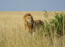 Незабываемое сафари в Кении