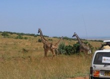 Незабываемое сафари в Кении