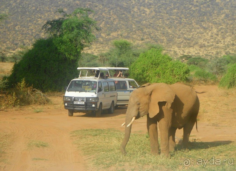 Незабываемое сафари в Кении