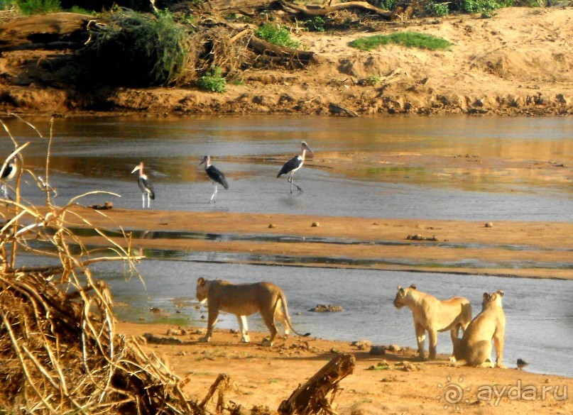 Незабываемое сафари в Кении