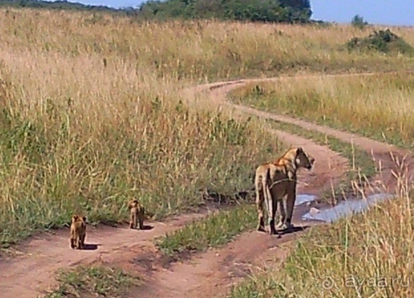 Незабываемое сафари в Кении