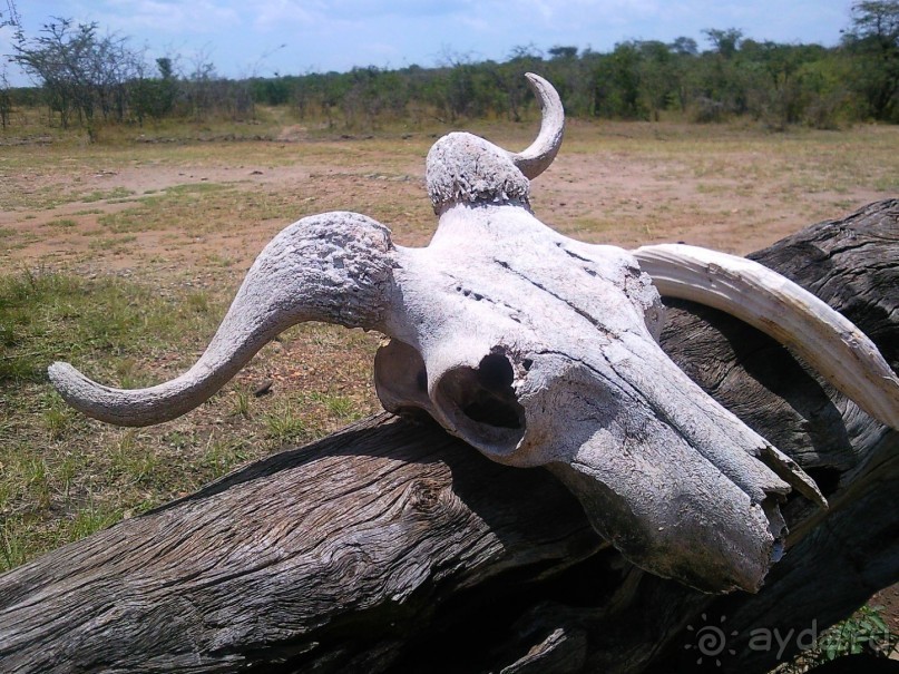 Незабываемое сафари в Кении