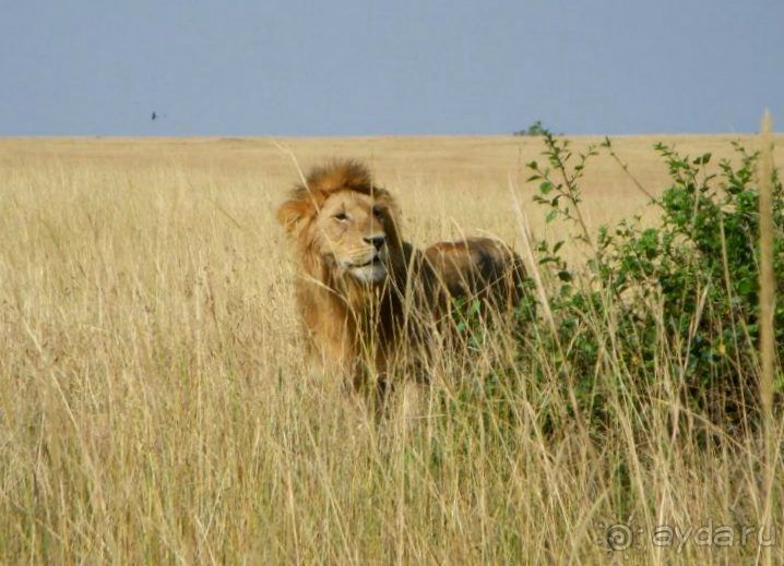 Незабываемое сафари в Кении