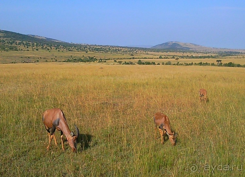 Незабываемое сафари в Кении
