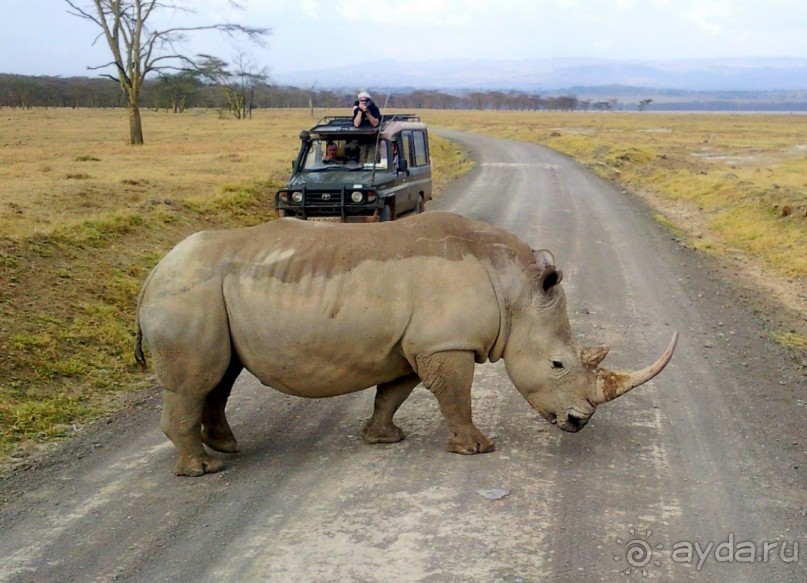 Незабываемое сафари в Кении