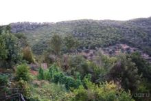 Вид из окна  на оливковые рощи