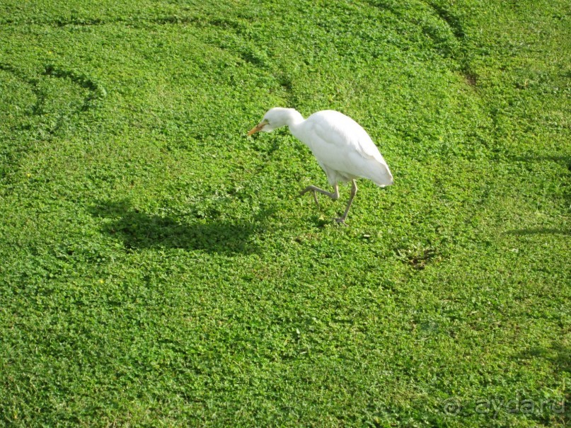 фото Ali Baba Palace