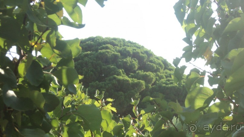 фото Villa Olive Grove