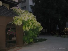 фото Splendid Resort Jomtien (ex. White House Resort)