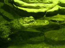 как печально что нет фотографий москвы.