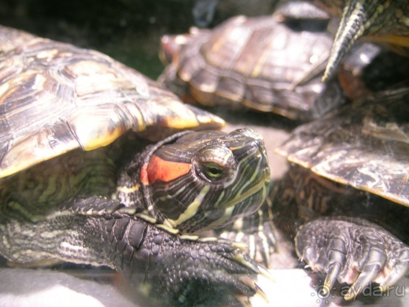 как печально что нет фотографий москвы.