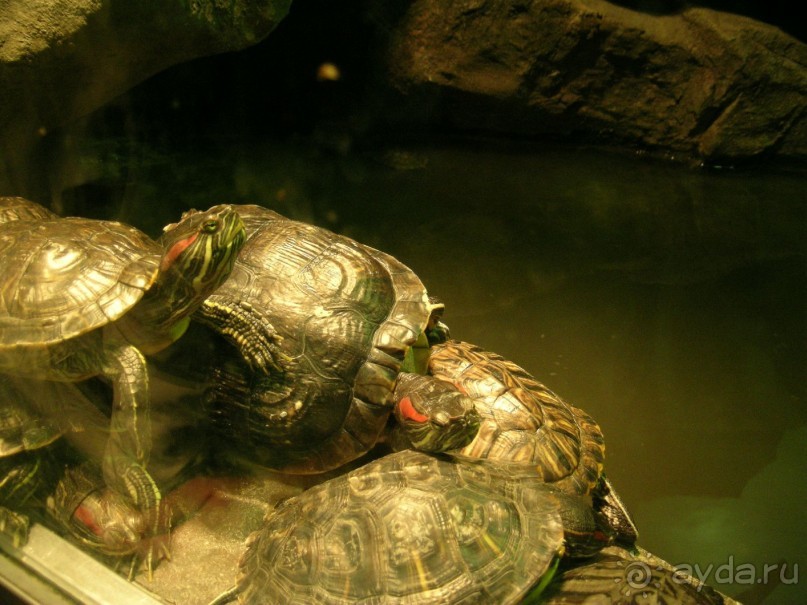 как печально что нет фотографий москвы.