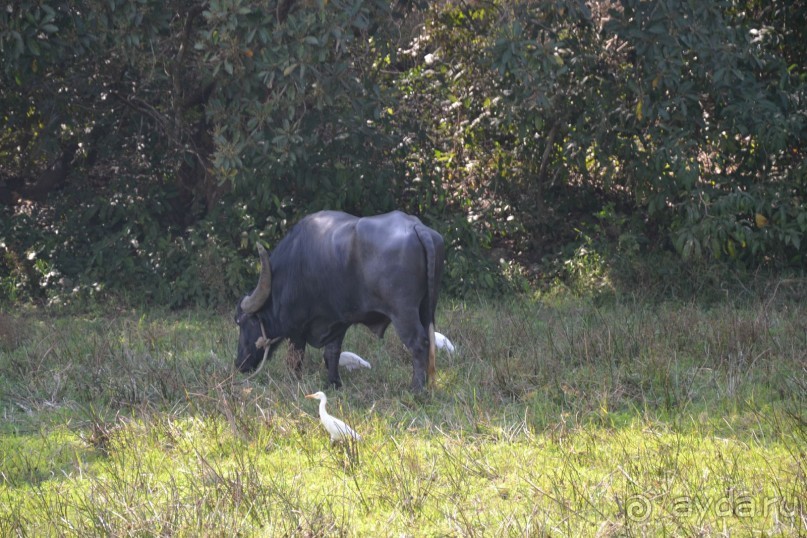 Гоа, или 10 дней на байке!