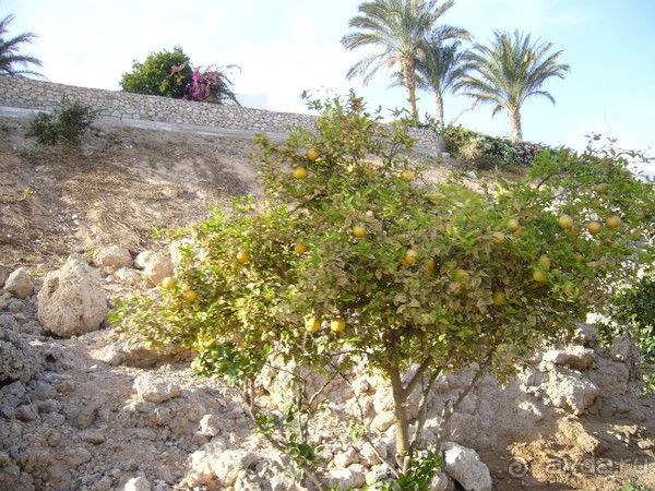 цитрусовое дерево