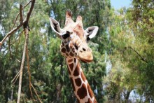 Сафари-парк в Рамат-Гане 