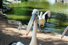 Сафари-парк в Рамат-Гане 