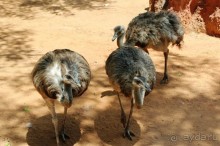 Сафари-парк в Рамат-Гане 