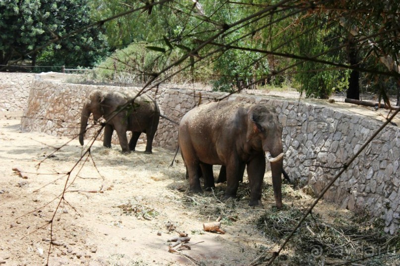 Сафари-парк в Рамат-Гане 