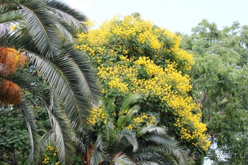 Сафари-парк в Рамат-Гане 