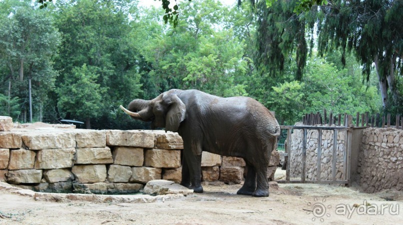 Сафари-парк в Рамат-Гане 