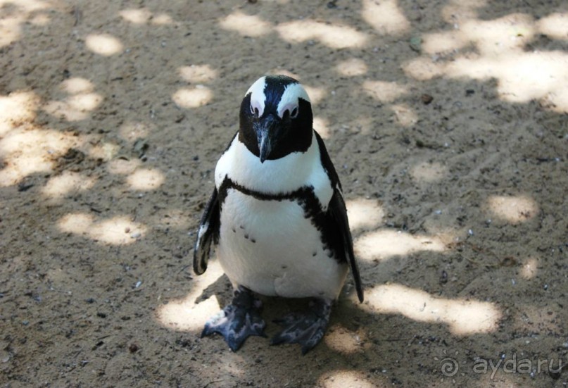Сафари-парк в Рамат-Гане 