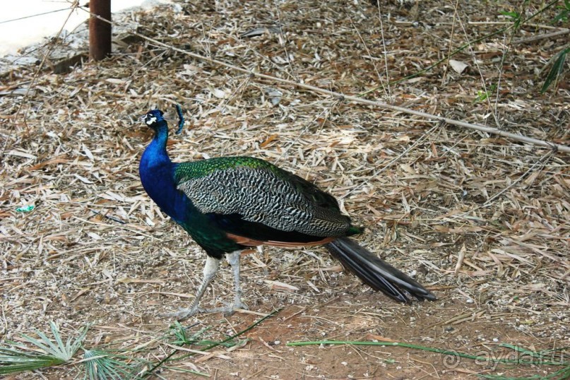 Сафари-парк в Рамат-Гане 