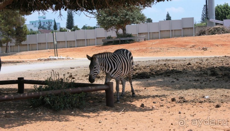 Сафари-парк в Рамат-Гане 