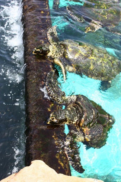 Как интересно провести время в Эйлате