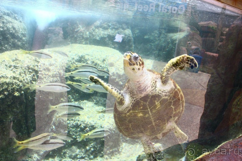 Как интересно провести время в Эйлате