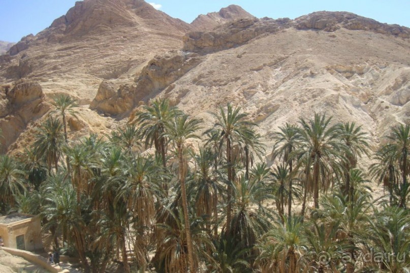 Оазис в пустыне