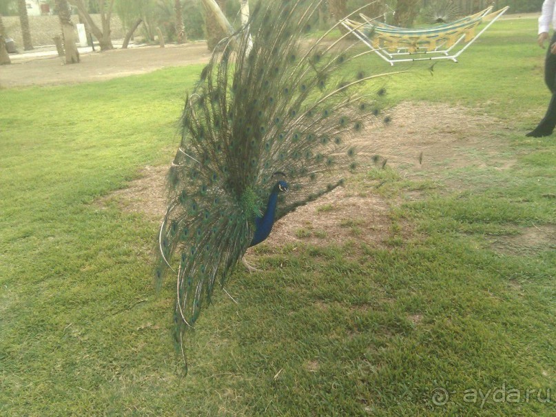 Павлины на территории отеля