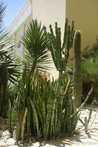 фото Royal Thalassa Monastir