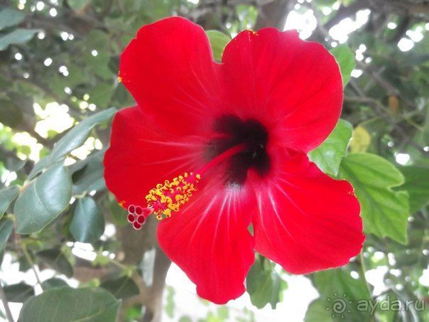 фото Mitsis Rinela Beach Resort & Spa