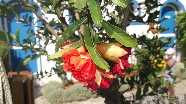 фото Mitsis Rinela Beach Resort & Spa