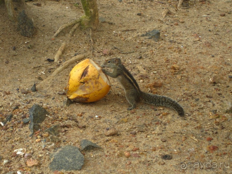 Очень даже неплохо...