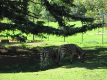 Поездка по ЮАР на машине (субъективный взгляд на ЮАР). Январь 2013 г.