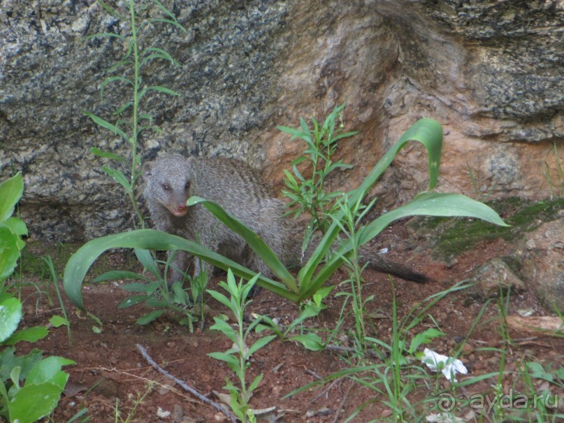 Поездка по ЮАР на машине (субъективный взгляд на ЮАР). Январь 2013 г.